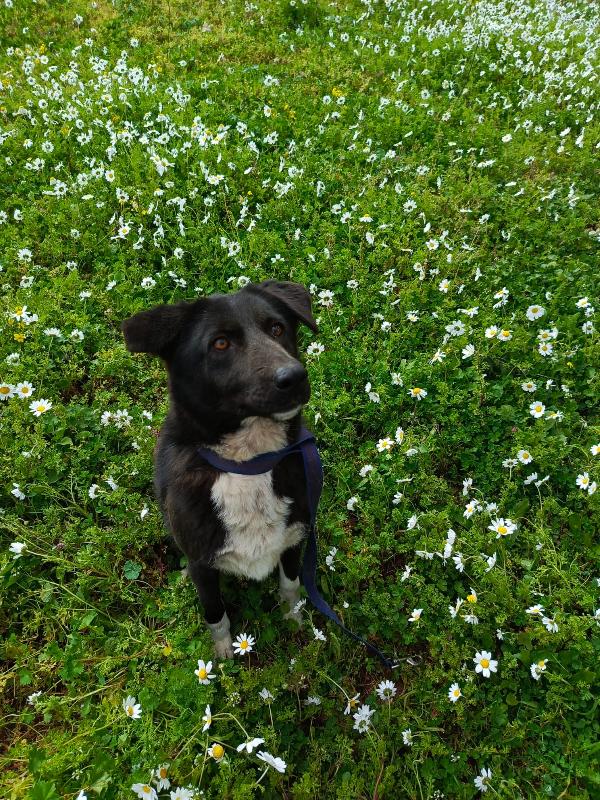 Windy, splendida simil Labrador Foto 9